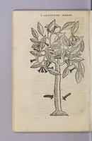 An illustration from Christophori a Costa, medici et cheirurgi Aromatum & medicamentorum in Orientali Jndia nascentium liber : plurimum lucis adferens iis quae à Doctore Garcia de Orta in hoc genere scripta sunt. (1582)