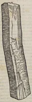 An illustration from Christophori a Costa, medici et cheirurgi Aromatum & medicamentorum in Orientali Jndia nascentium liber : plurimum lucis adferens iis quae à Doctore Garcia de Orta in hoc genere scripta sunt. (1582)