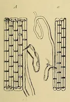 An illustration from Church needlework; a manual of practical instruction (1907)