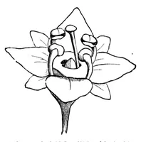 Picture 12 of 18 from The colours of flowers [microform] : as illustrated in British flora (1882), leaf 111