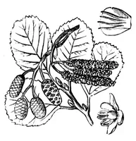 Picture 15 of 18 from The colours of flowers [microform] : as illustrated in British flora (1882), leaf 118
