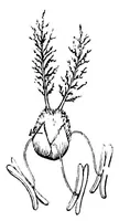 Picture 17 of 18 from The colours of flowers [microform] : as illustrated in British flora (1882), leaf 122