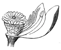 Picture 2 of 18 from The colours of flowers [microform] : as illustrated in British flora (1882), leaf 24