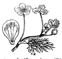 Picture 4 of 18 from The colours of flowers [microform] : as illustrated in British flora (1882), leaf 46