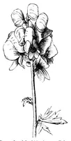 Picture 5 of 18 from The colours of flowers [microform] : as illustrated in British flora (1882), leaf 49