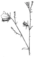 Picture 7 of 18 from The colours of flowers [microform] : as illustrated in British flora (1882), leaf 60