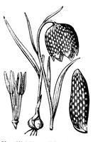 Picture 9 of 18 from The colours of flowers [microform] : as illustrated in British flora (1882), leaf 70