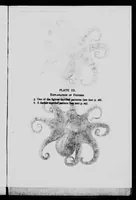 An illustration from The colour changes of Octopus Vulgaris LMK [microform] (1911)