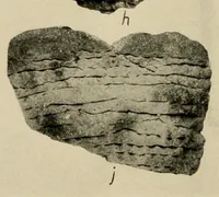An illustration from Circular kivas near Hawikuh, New Mexico (1923)
