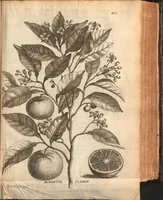 An illustration from Citricultura, oft, Regeringhe der uythemsche boomen te weten oranien, citroenen, limoenen, granaten, laurieren en andere : waer in beschreven is de gedaente ende kennisse der boomen, met hunne bloemen, bladeren en vruchten : van ieder geslacht in het besonder : als oock van den ranck-appel, oprechten laurier van America, den caneel-boom : ende besonderlijck van den verboden Adams oft paradys-appel : daer beneffens de natuere, kracht, en ghebruyck, haer deught en ondeught van ieder vrucht en plant : waer by oock grondigh gheleert wordt het zaeyen, mesten, planten, oculeren, inten, afsuyghen, inlegghen, besnoeyen, en begieten : oock de kennisse van het treuren ofte sieckten der boome, ende haere behulp-middelen : met alle het ghene dese boomen (soo wel in den winter, als in den somer) tot welstandt zijn versoeckende : ende dat alles naer den eysch van ons Nederlandts climaet (1682)