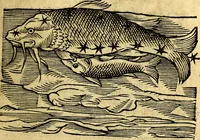 An illustration from C. Ivlii Hygini, Avgvsti liberti, Fabvlarvm liber ... Eivsdem Poeticon astronomicon libri quatuor. Quibus accessererunt similis argumenti, Palæphati De fabulosis narrationibus liber I. F. Fvlgentii Placiadis ... Mythologiarum libri III. Eivsdem De vocum antiquarum interpretatione liber I. Phornvti De natura deorum, siue Poëticarum fabularum allegoriis, speculatio. Albrici ... De deorum imaginibus liber. Arati fragmentum, Germanico Cæsare interprete. Eivsdem Phænomena græcè, cu interpretatione latina. Apollodori Biblioth. siue De decorum origine. Lilii. G. Gyraldi. De musis syntagnia. Index rerum sententiarum, & fabularum ... copiosissimus (1578)