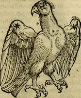 An illustration from C. Ivlii Hygini, Avgvsti liberti, Fabvlarvm liber ... antehac nunquam excusus. Evisdem Poeticon astronomicon libri quatuor. Quibus accesserunt similis agrumenti, Palaephati De fabulosis narrationibus, liber I. F. Fvlgentii Placiadis ... Mythologiarum libri III. Eivsdem De uocum antiquarum interpretatione, liber I. Arati Phainomenon fragmentum, Germanico Caesare interprete. Eivsdem Phaenomena Graece, cum interpretatione latina Procli De sphaera libellus, Graece & Latine. Index rerum & fabularum .. (1535)