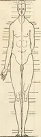An illustration from Clariss[imi] pictoris et geometræ Alberti Dureri, De varietate figurarum et flexuris partium ac gestib[um] imaginum, : libri duo, cqui priorib[us] De symmetria quondam editis, nunc primum in latinum conversi accesserunt (1534)