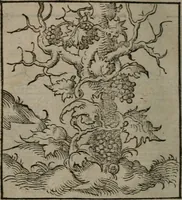 Picture 14 of 111 from Clarissimi Viri D. Andreae Alciati Emblematum libellus : vigilanter recognitus, & ab ipso iam authore locupletatus (1542), leaf 17