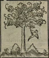 An illustration from Clarissimi Viri D. Andreae Alciati Emblematum libellus : vigilanter recognitus, & ab ipso iam authore locupletatus (1542)