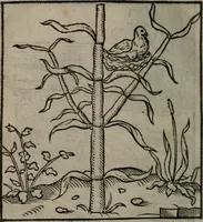 Picture 46 of 111 from Clarissimi Viri D. Andreae Alciati Emblematum libellus : vigilanter recognitus, & ab ipso iam authore locupletatus (1542), leaf 49