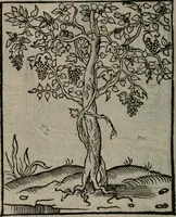 Picture 51 of 111 from Clarissimi Viri D. Andreae Alciati Emblematum libellus : vigilanter recognitus, & ab ipso iam authore locupletatus (1542), leaf 55