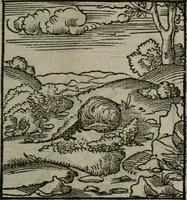 An illustration from Clarissimi Viri D. Andreae Alciati Emblematum libellus : vigilanter recognitus, & ab ipso iam authore locupletatus (1542)