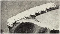 An illustration from Clothing and health (1916)