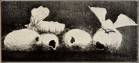 Picture 63 of 150 from Clothing and health (1916), leaf 126