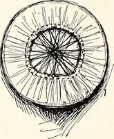 An illustration from Clothing and health (1916)