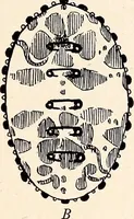 An illustration from Clothing and health (1916)