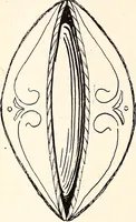 An illustration from Clothing and health (1916)