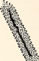 An illustration from Clothing and health (1916)