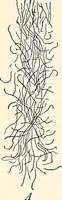 An illustration from Clothing and health (1916)