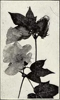 An illustration from Clothing and health (1916)