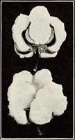 An illustration from Clothing and health (1916)