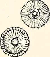An illustration from Clothing and health (1916)