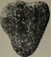 An illustration from The Clyde mystery : a study in forgeries and folklore (1905)