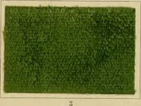 Picture 118 of 157 from The coal tar colours of Farbwerke vorm. Meister Lucius & Brüning : Hoechst on Main : and their application in dyeing cotton and other vegetable fibres (1907), leaf 100