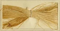 Picture 112 of 157 from The coal tar colours of Farbwerke vorm. Meister Lucius & Brüning : Hoechst on Main : and their application in dyeing cotton and other vegetable fibres (1907), leaf 96