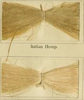 Picture 113 of 157 from The coal tar colours of Farbwerke vorm. Meister Lucius & Brüning : Hoechst on Main : and their application in dyeing cotton and other vegetable fibres (1907), leaf 96