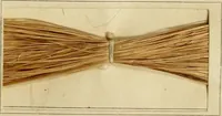 An illustration from The coal tar colours of Farbwerke vorm. Meister Lucius & Brüning : Hoechst on Main : and their application in dyeing cotton and other vegetable fibres (1907)
