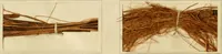 Picture 117 of 157 from The coal tar colours of Farbwerke vorm. Meister Lucius & Brüning : Hoechst on Main : and their application in dyeing cotton and other vegetable fibres (1907), leaf 97