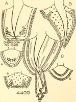 An illustration from Coates sewing and dress making manual .. (1912)