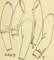 An illustration from Coates sewing and dress making manual .. (1912)