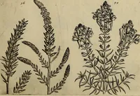 An illustration from Cognoscite lilia agri quomodo crescant (1614)