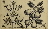 An illustration from Cognoscite lilia agri quomodo crescant (1614)