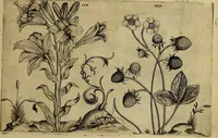 An illustration from Cognoscite lilia agri quomodo crescant (1614)