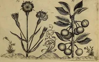 An illustration from Cognoscite lilia agri quomodo crescant (1614)