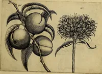 An illustration from Cognoscite lilia agri quomodo crescant (1614)