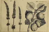 Picture 57 of 72 from Cognoscite lilia agri quomodo crescant (1614), leaf 114