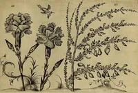 An illustration from Cognoscite lilia agri quomodo crescant (1614)