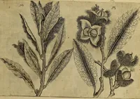 An illustration from Cognoscite lilia agri quomodo crescant (1614)