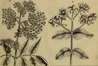 An illustration from Cognoscite lilia agri quomodo crescant (1614)