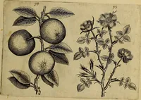 An illustration from Cognoscite lilia agri quomodo crescant (1614)
